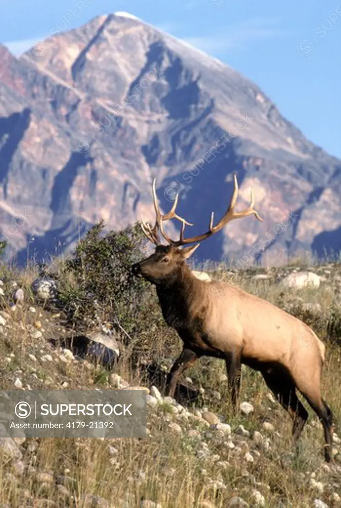 Elk (Cervus elaphus), bull during fall rut in mountain habitat, Jasper National Park, Alberta, Canada