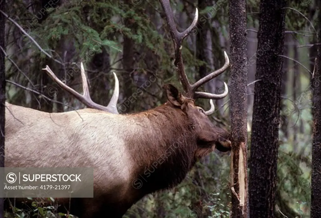 Elk (Cervus elaphus), bull chewing on bark from tree rub during fall rut, Jasper National Park, Alberta, Canada