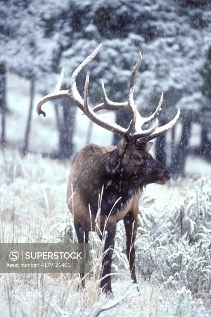 Elk (Cervus elaphus), bull in fall snowstorm Yellowstone National Park  Wyoming