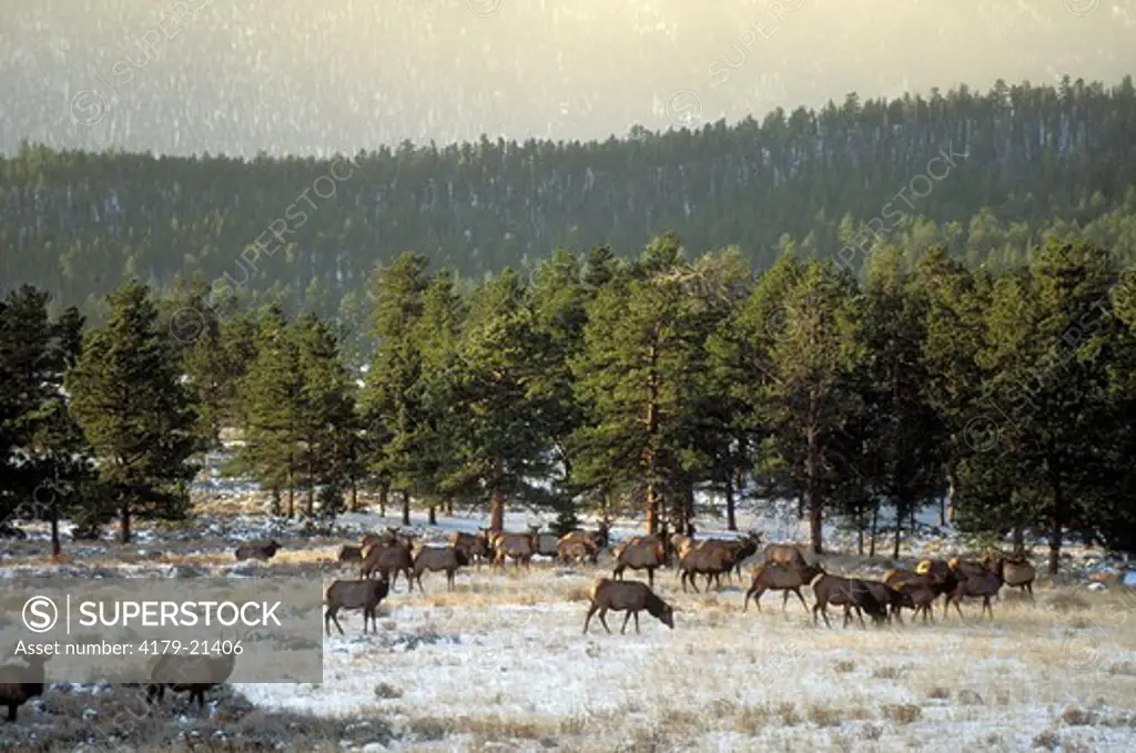 Elk (Cervus elaphus) mixed herd in mountain habitat during late fall, Rocky Mountain National Park,  Colorado