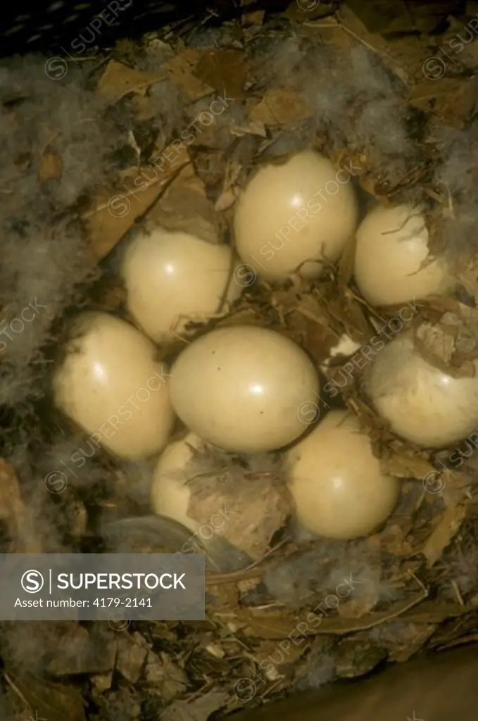 Wood Ducks Eggs on Feather Bed (Aix sponsa) Eliot, Maine        May
