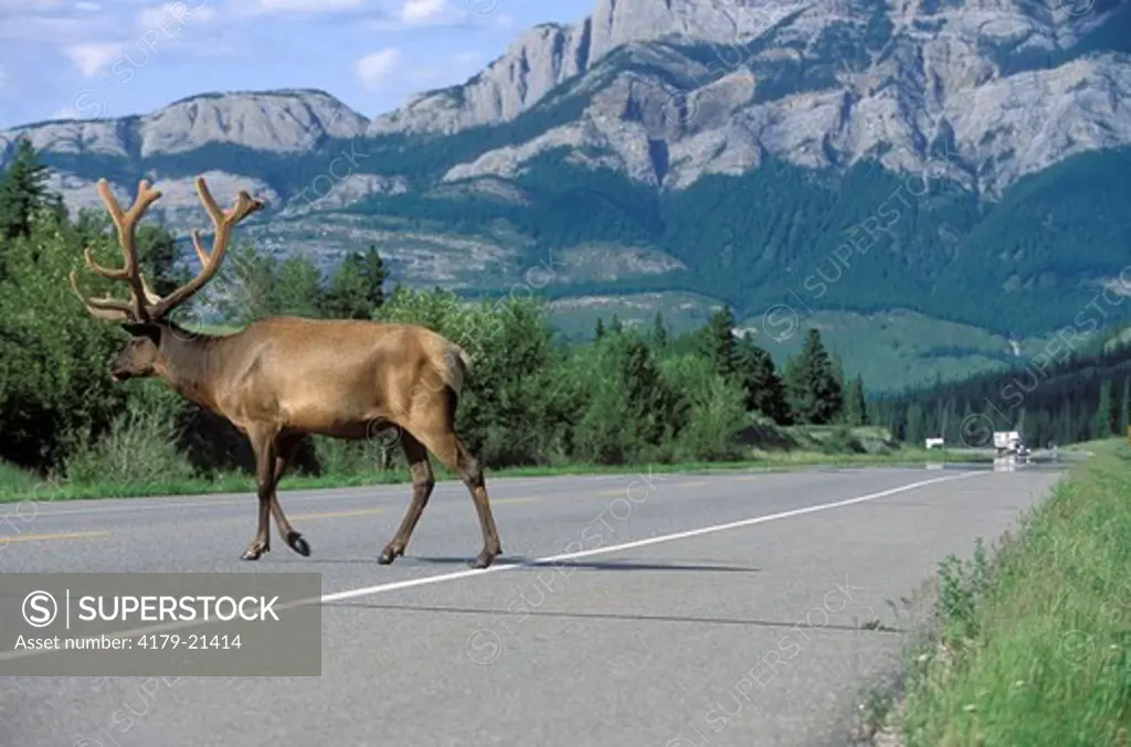 Elk (Cervus elaphus), bull in velvet summer antlers crossing road, Jasper National Park,  Alberta, Canada