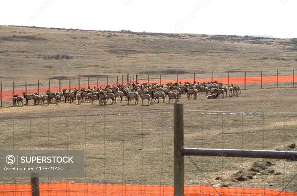 Elk (Cervus elaphus), wild herd in enclosure after roundup, South Unit, Theodore Roosevelt National Park, North Dakota