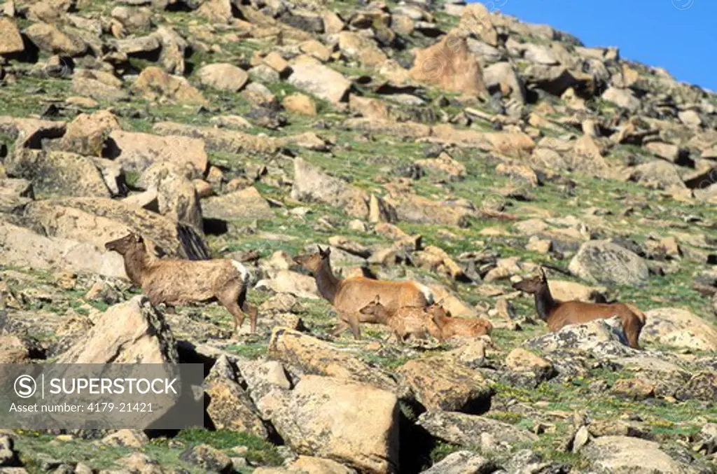 Elk (Cervus elaphus), cows with young spotted calves in high alpine habitat, Rocky Mountatain National Park,  Colorado
