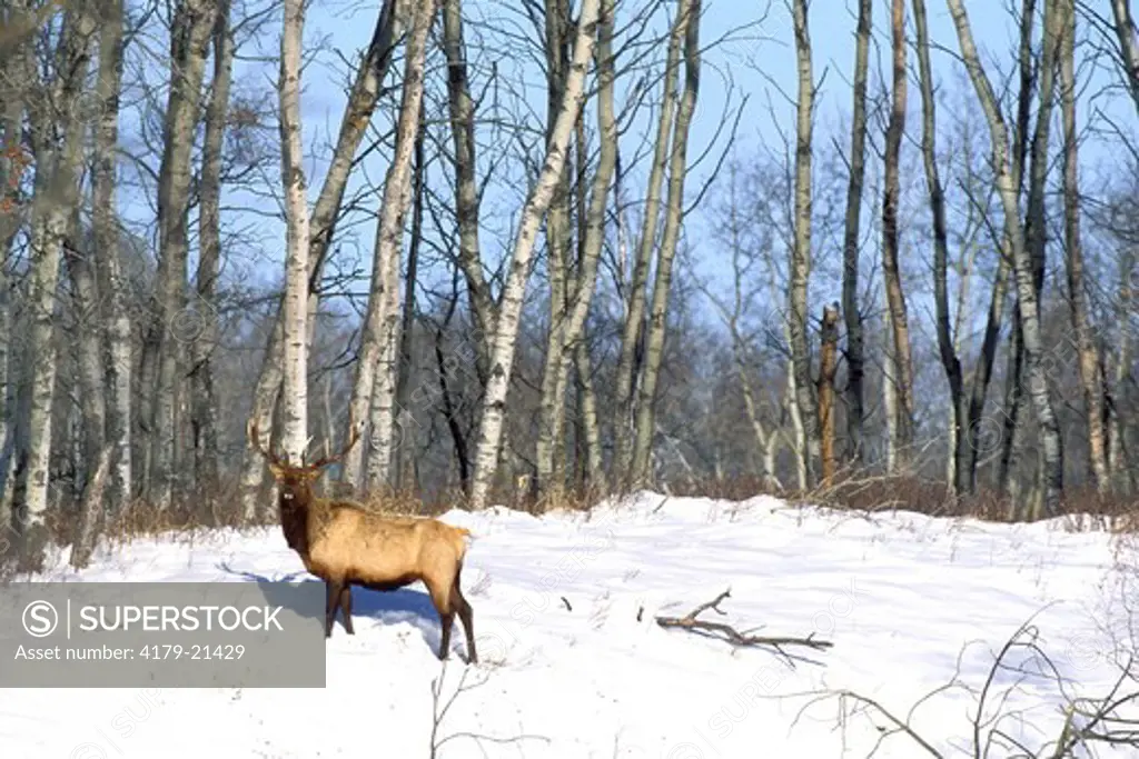 Elk (Cervus e. manitobensis), alert bull in winter snow and poplar forest Elk Island National Park  Alberta Canada