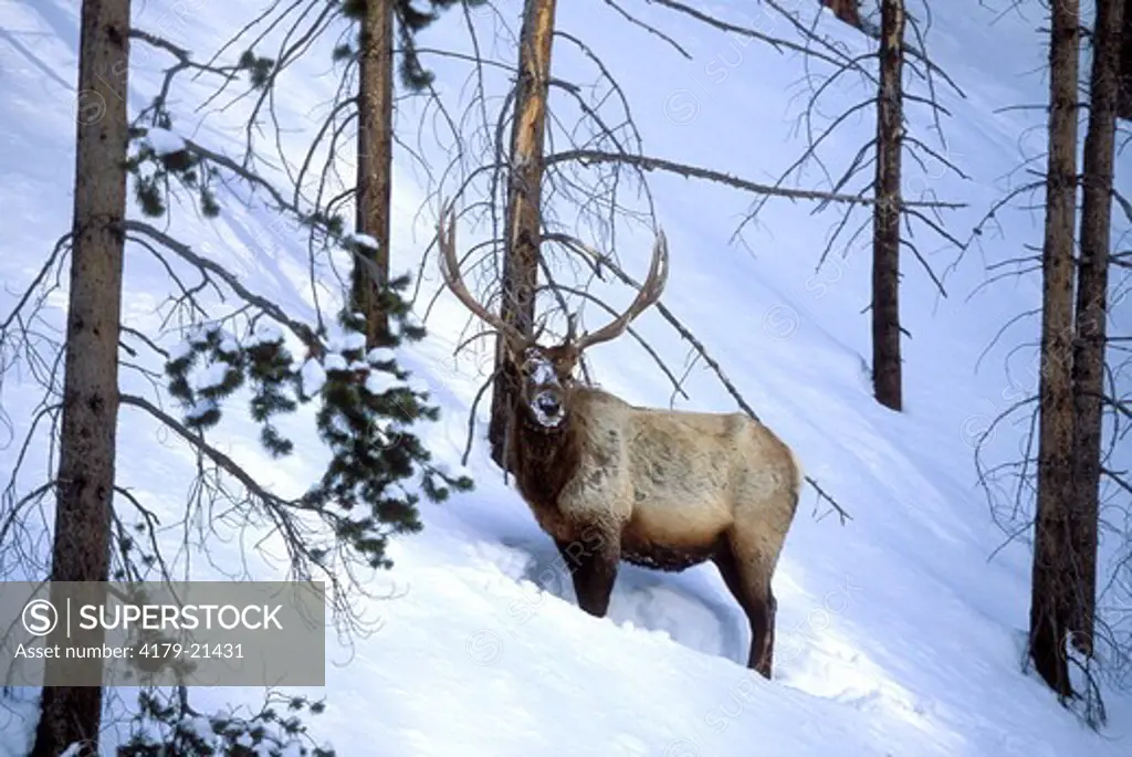 Elk (Cervus elaphus), alert bull in winter snow, Yellowstone National Park,  Wyoming
