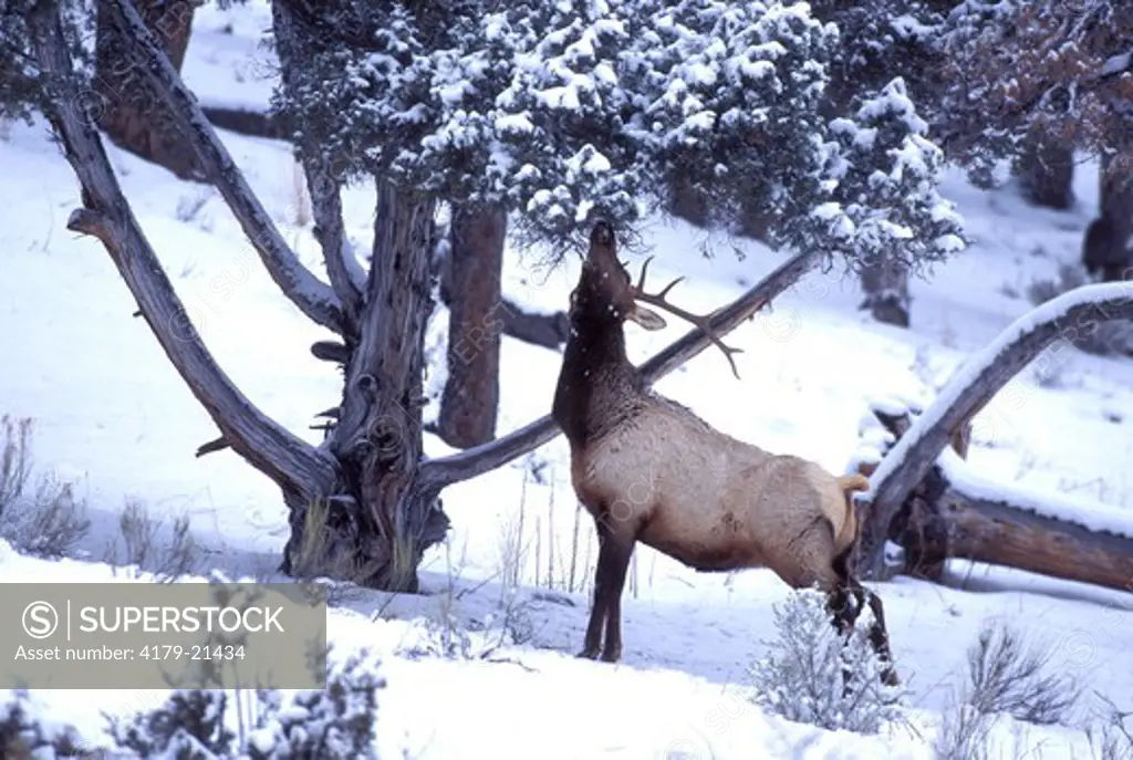 Elk (Cervus elaphus), bull feeding in winter snow, Yellowstone National Park,  Wyoming