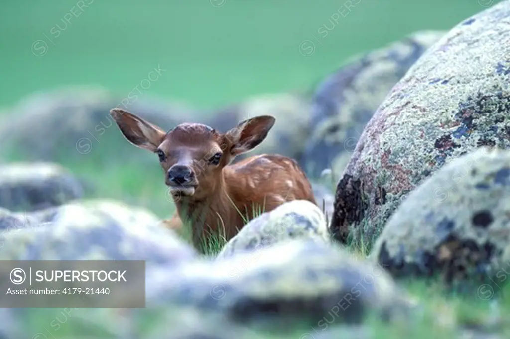 Elk (Cervus elaphus), young spotted calf hiding in rocks Yellowstone National Park  Montana