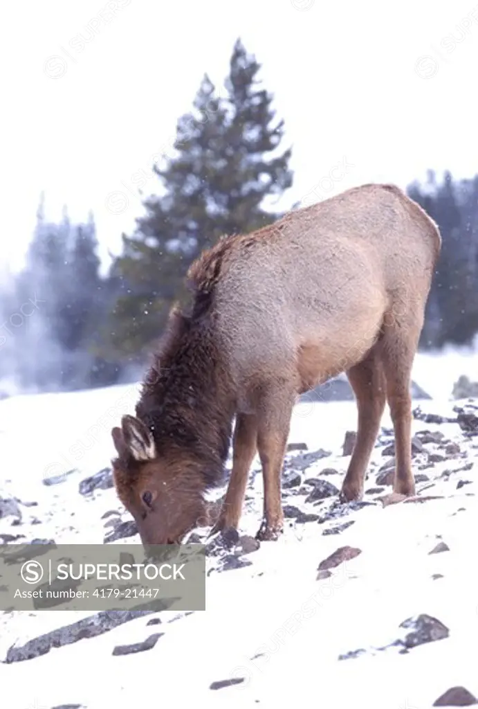 Elk (Cervus elaphus), calf feeding in winter snow, Yellowstone National Park,  Wyoming