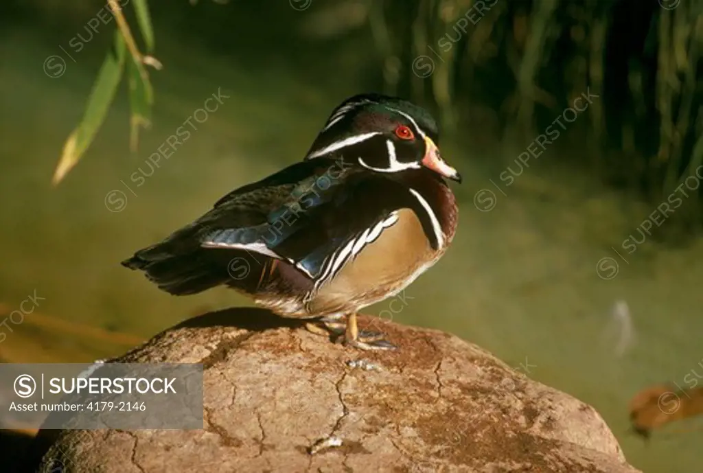 Wood Duck male (Aix sponsa)