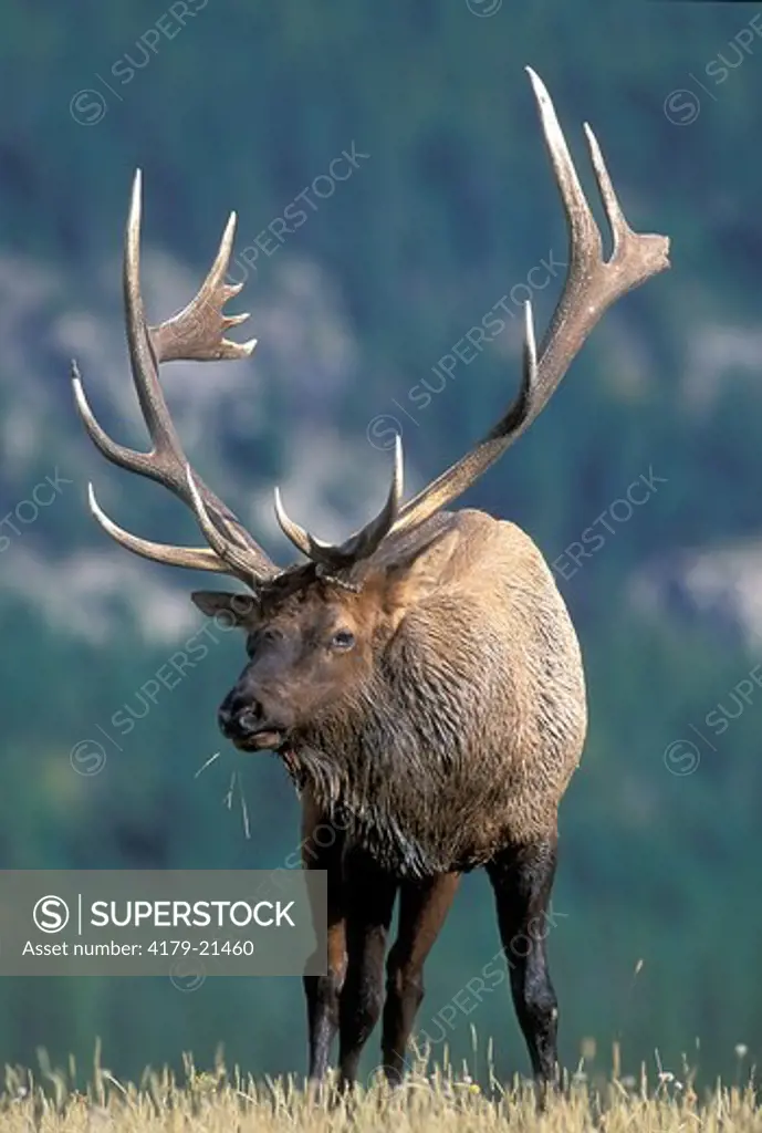 Elk (Cervus elaphus) bull portrait with non-typical antlers, Jasper National Park, Alberta, Canada