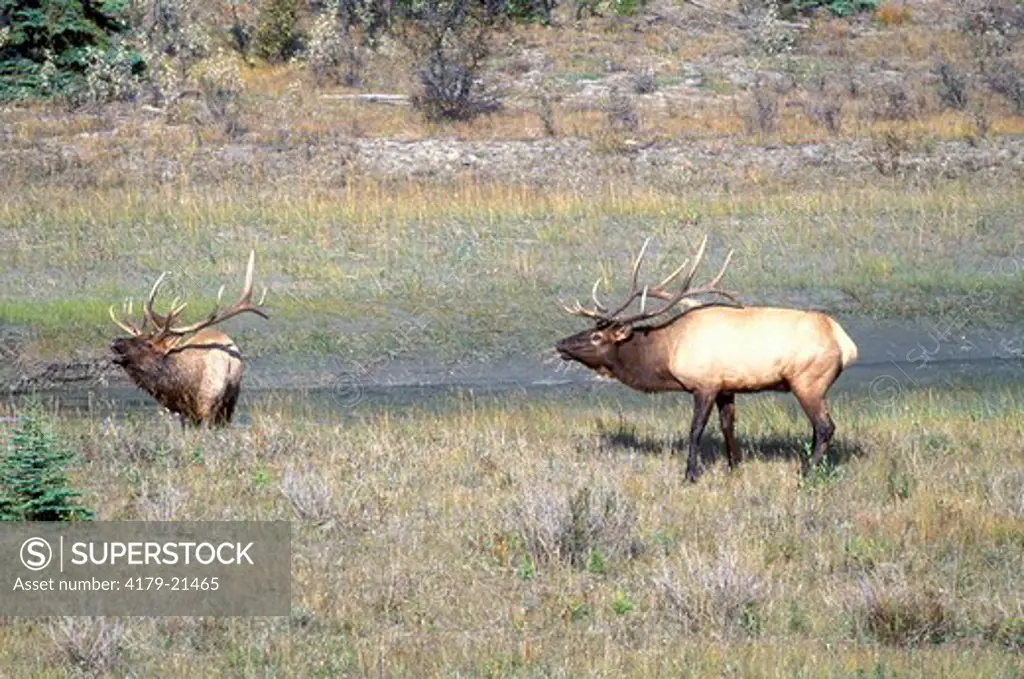 Elk (Cervus elaphus) two bulls preparing to fight during fall rut, Jasper National Park, Alberta, Canada