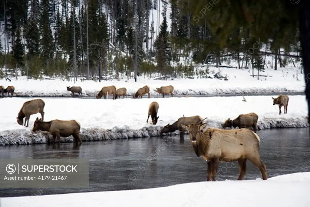 Elk (Cervus elaphus) herd feeding in snow along river, Madison River, Yellowstone National Park, Wyoming