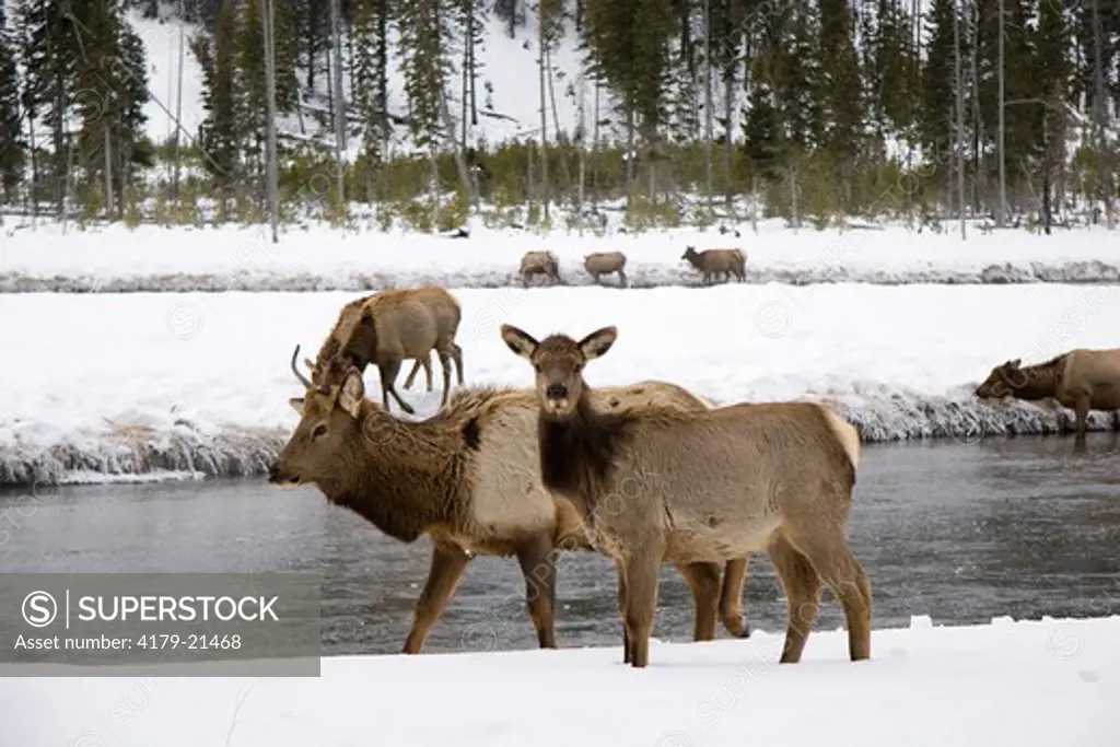 Elk (Cervus elaphus) herd feeding along river in snow, Madison River, Yellowstone National Park, Wyoming