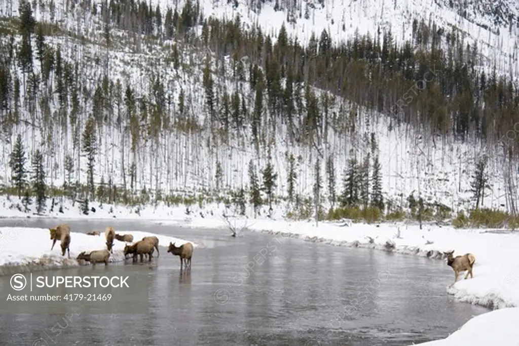 Elk (Cervus elaphus) herd feeding along river in snow, Madison River, Yellowstone National Park, Wyoming