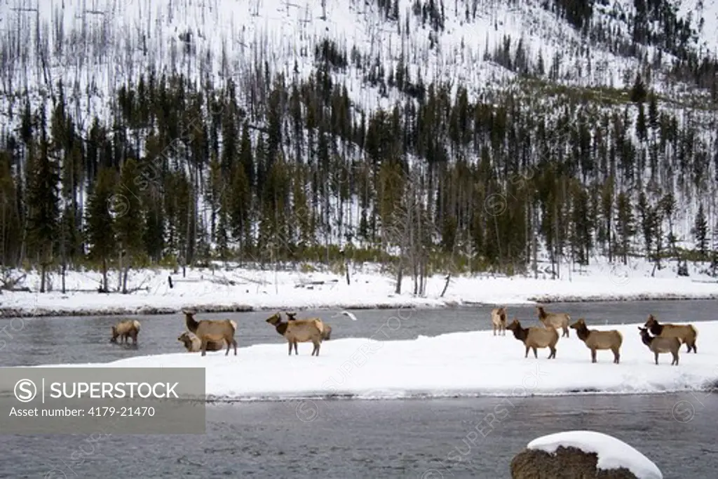 Elk (Cervus elaphus) herd feeding in snow along river, Madison River, Yellowstone National Park, Wyoming