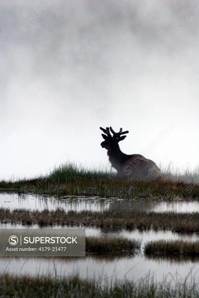 Elk (Cervus elaphus), bull in velvet antlers lying on island in water and fog  Yellowstone National Park Wyoming
