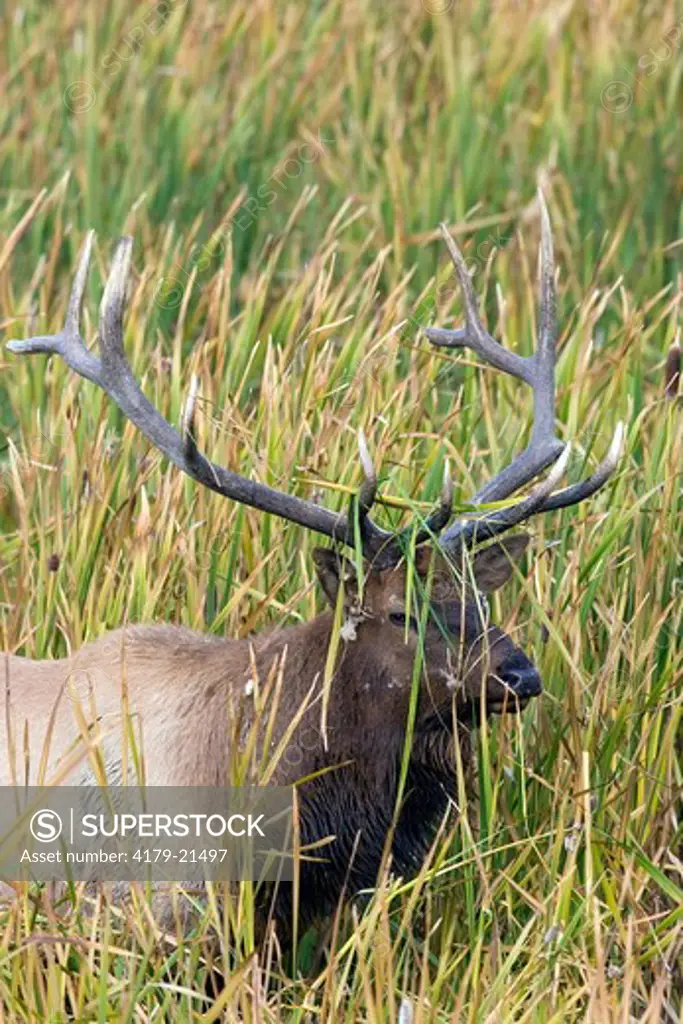 Elk (Cervus elaphus), bull in tall aquatic vegetation during fall rut  Yellowstone National Park Wyoming