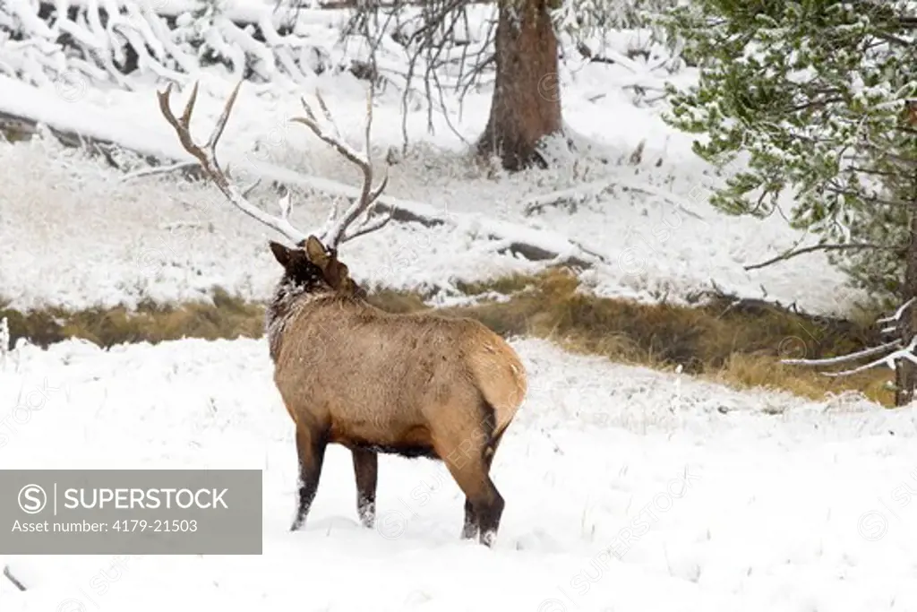 Elk (Cervus elaphus), bull in fresh fall snow,  Yellowstone National Park, Wyoming