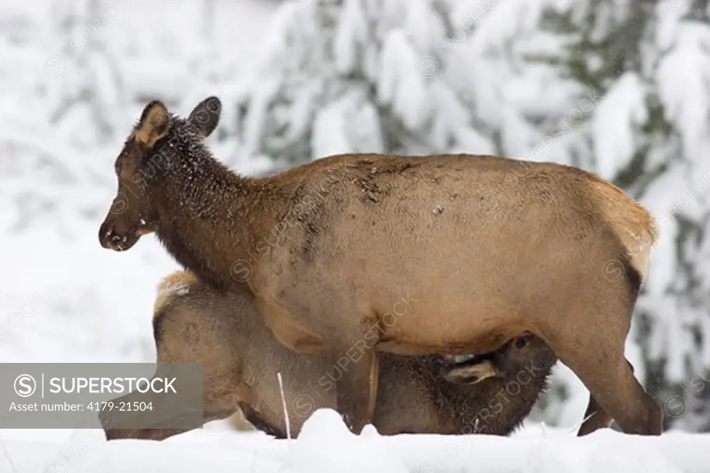 Elk (Cervus elaphus), cow nursing calf in fall snow,  Yellowstone National Park, Wyoming