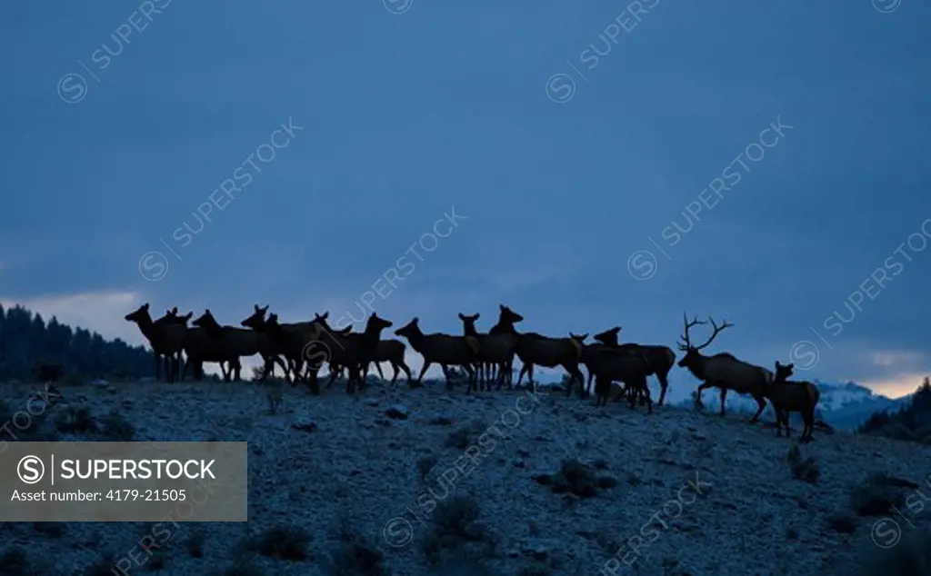 Elk (Cervus elaphus), bull with harem silhouetted during fall rut,  Yellowstone National Park, Wyoming