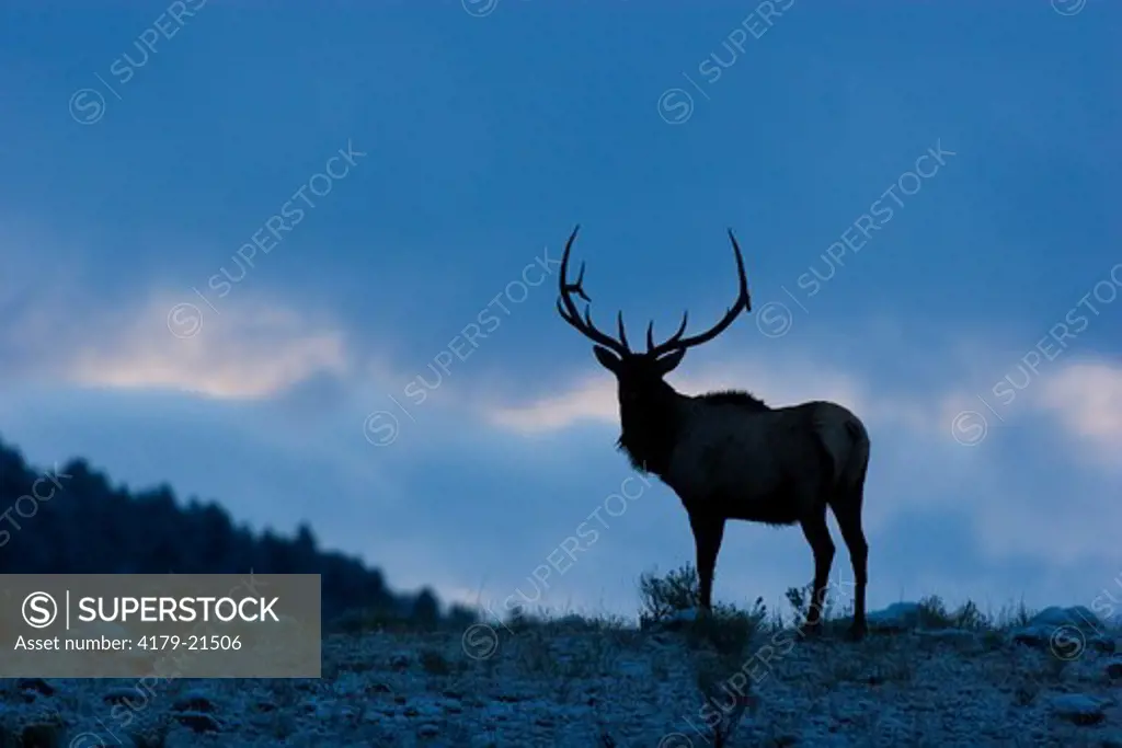 Elk (Cervus elaphus), bull silhouette,  Yellowstone National Park, Wyoming