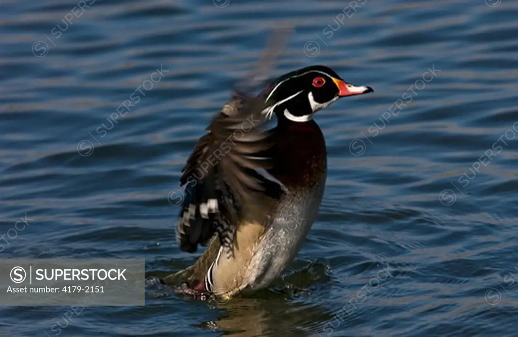 A male wood duck flaps his wings at Belmar Park in Lakewood, CO. 1/28/2005 Aix sponsa
