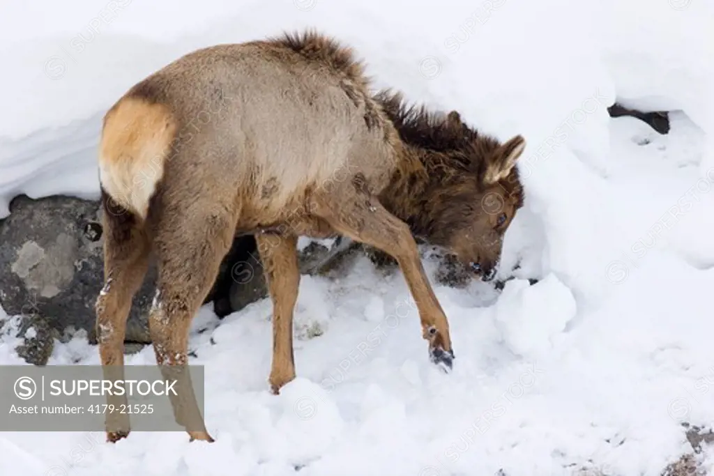 Elk (Cervus elaphus), calf foraging in deep winter snow, Yellowstone National Park, Wyoming