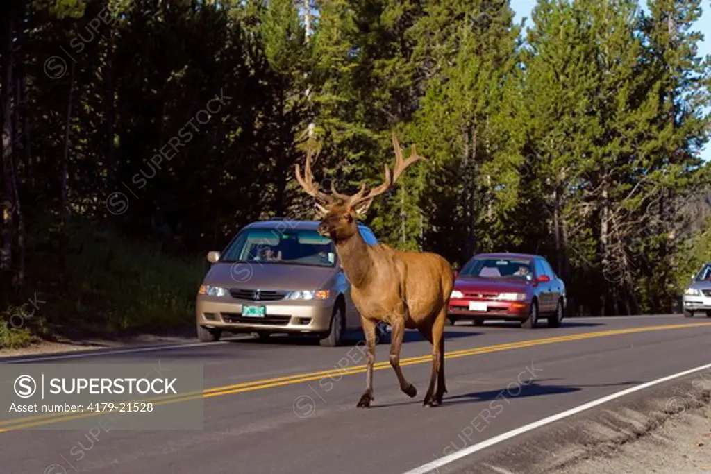 Elk (Cervus elaphus), bull in velvet antlers on road,  Yellowstone National Park , Wyoming