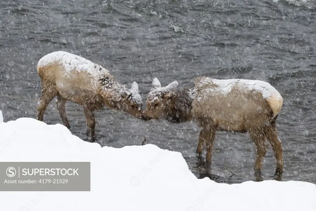 Elk (Cervus elaphus), two snow covered calves in water during winter, snowing, Madison River, Yellowstone National Park, Wyoming