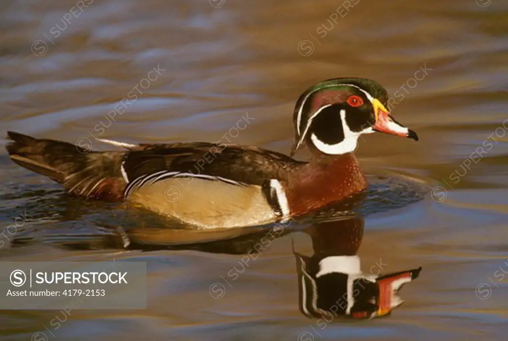 Wood Duck (Aix sponsa) male Wild. Slidell, LA, Louisiana