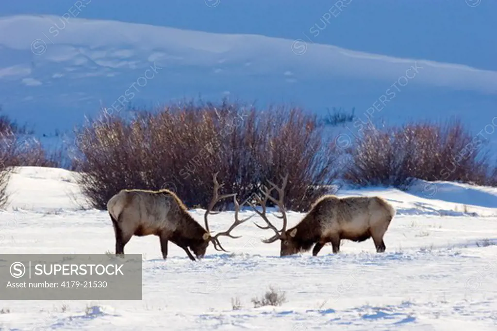 Elk (Cervus elaphus), two bulls feeding in winter snow, Yellowstone National Park, Wyoming