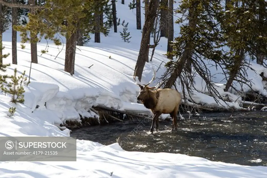 Elk (Cervus elaphus), raghorn bull in water during winter, Firehole River, Yellowstone National Park, Wyoming