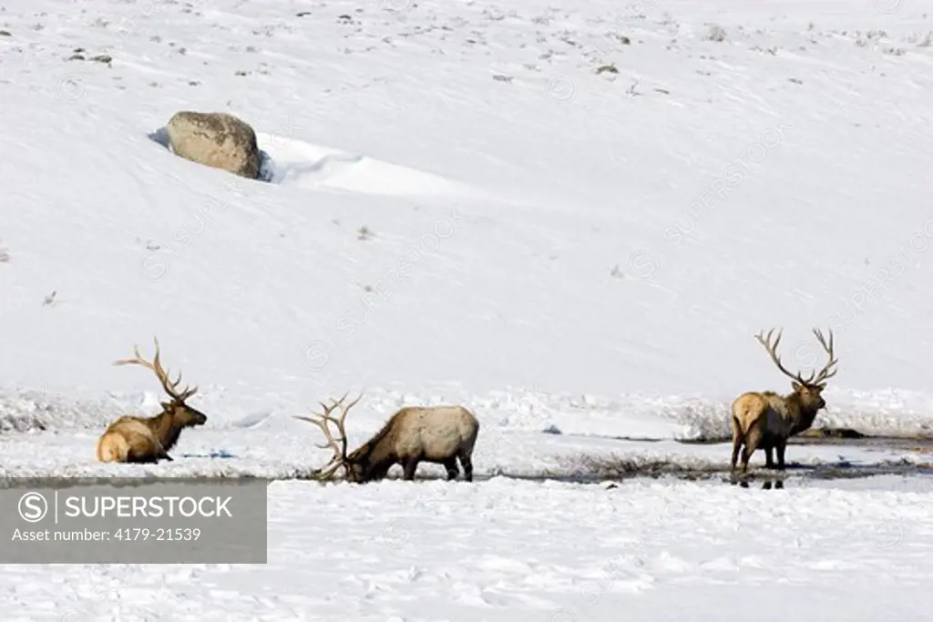 Elk (Cervus elaphus), three bulls on snow covered winter range, Yellowstone National Park,  Wyoming