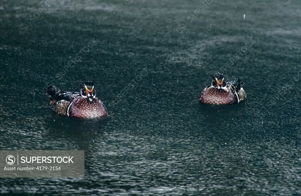 Wood Ducks in Rain (Aix sponsa) Sacramento, CA