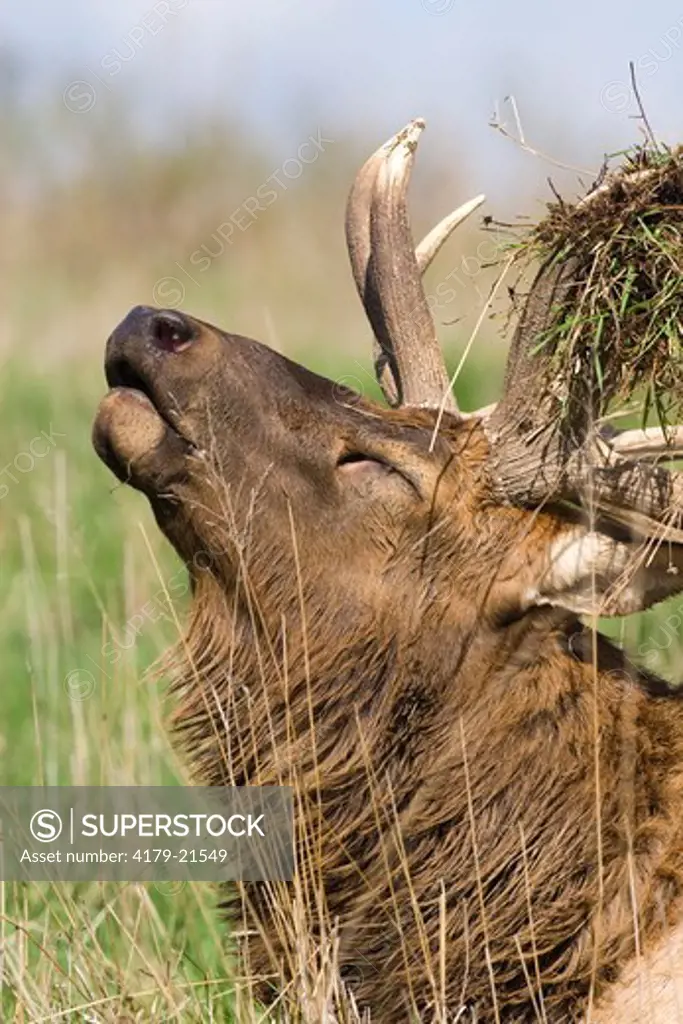 Elk (Cervus elaphus), closeup bull portrait with vegetation on antlers during fall Wildlife Safari  Nebraska