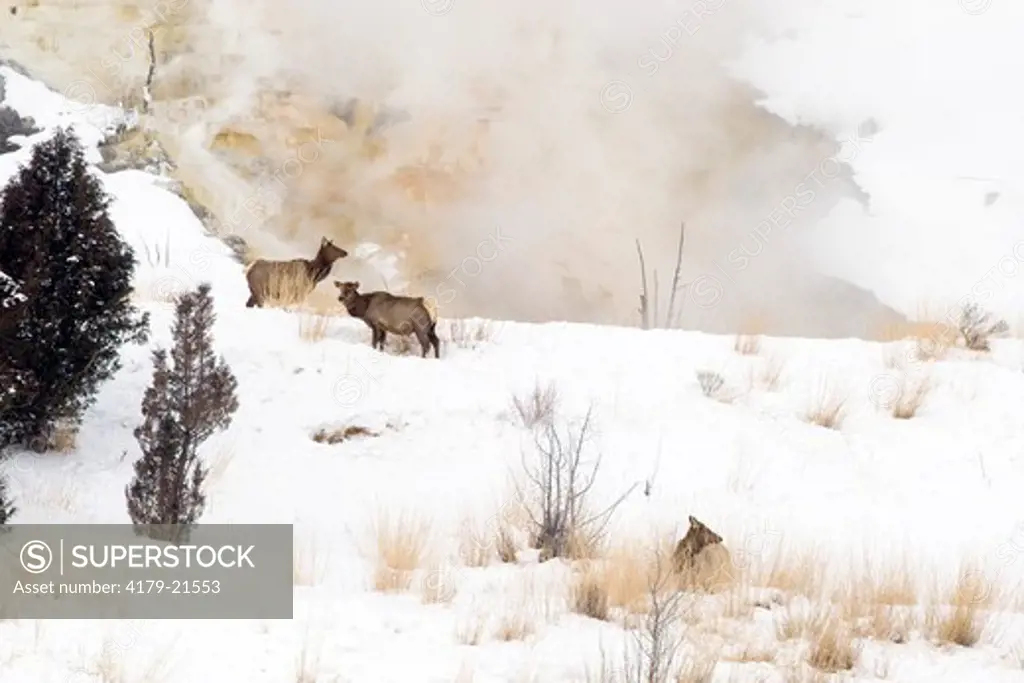 Elk (Cervus elaphus), cows feeding in winter snow under Mammoth Hot Springs,  Yellowstone National Park, Wyoming