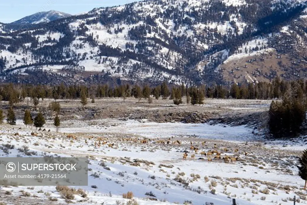 Elk (Cervus elaphus), herd in snow and mountain scenery, Yellowstone National Park, Wyoming