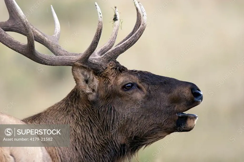 Elk (Cervus elaphus), bull bugling portrait, Yellowstone National Park,  Wyoming