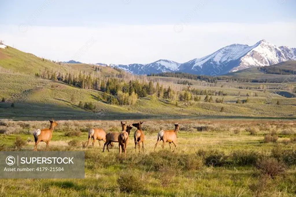 Elk (Cervus elaphus), cow group on flats,  Yellowstone National Park, Wyoming