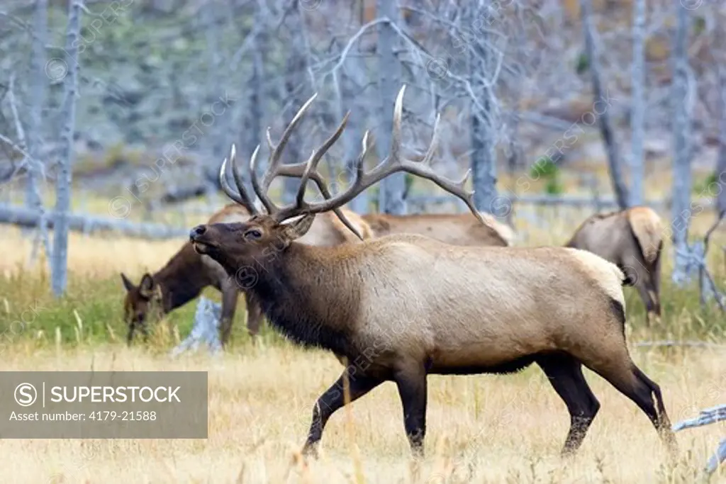 Elk (Cervus elaphus), bull with non-typical antlers during fall rut, Yellowstone National Park,  Wyoming