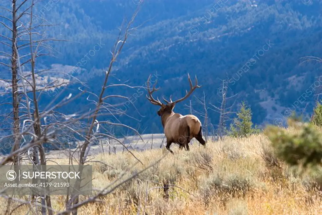 Elk (Cervus elaphus), bull during fall rut in mountain habitat, Yellowstone National Park,  Wyoming