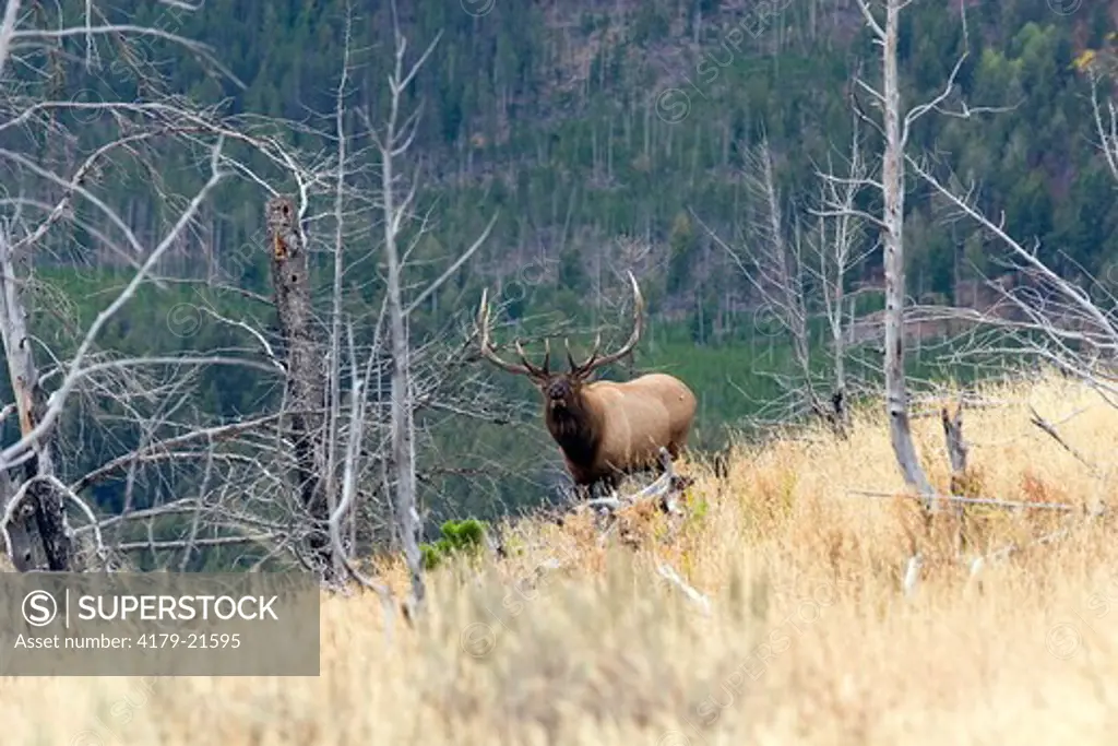 Elk (Cervus elaphus) bull bugling during fall rut,  Yellowstone National Park, Wyoming