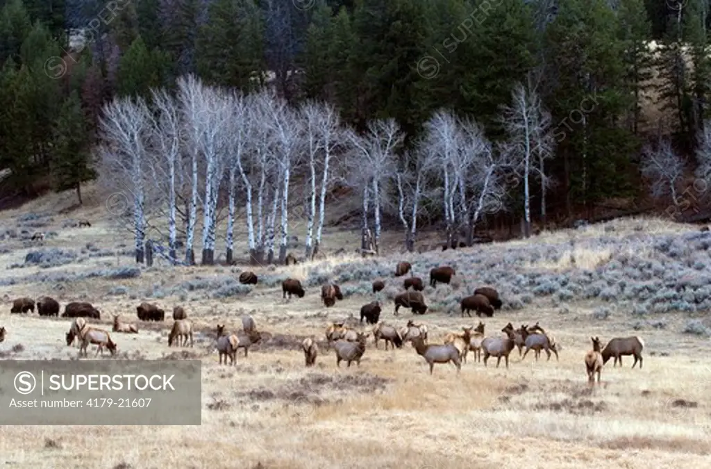 Elk (Cervus elaphus), Bison (Bison bison) Yellowstone National Park,  Wyoming