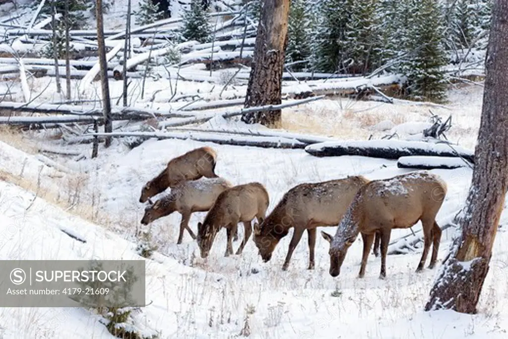 Elk (Cervus elaphus), cows and calves feeding in snow, Yellowstone National Park,  Wyoming