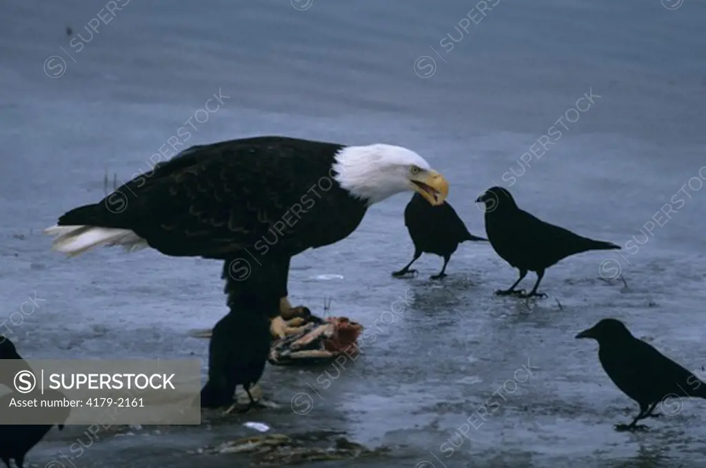 Crows watch Bald Eagle eating Salmon, Juneau, AK (Haliaeetus leucocephalus)