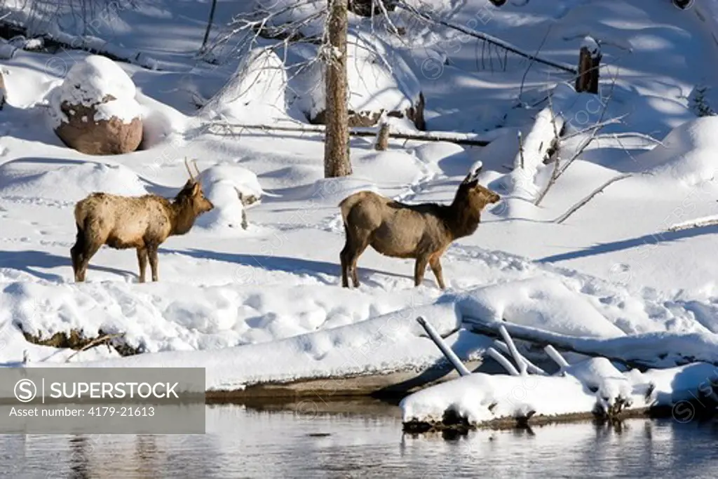 Elk (Cervus elaphus), cow with spike bull in winter snow, Yellowstone National Park, Wyoming