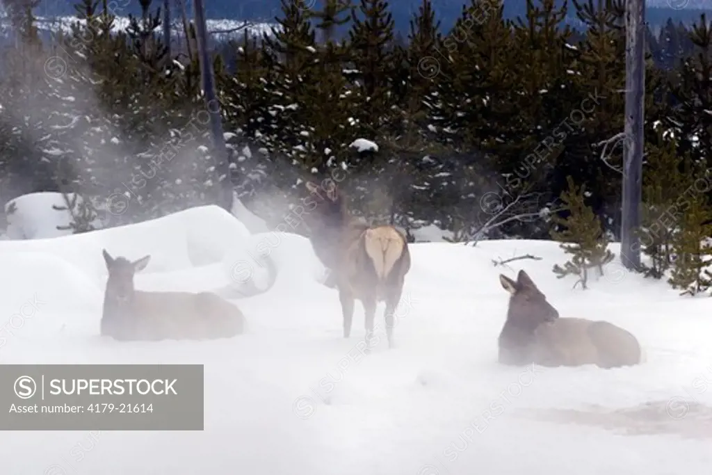 Elk (Cervus elaphus), three cows in winter snow and thermal fog, Yellowstone National Park,  Wyoming