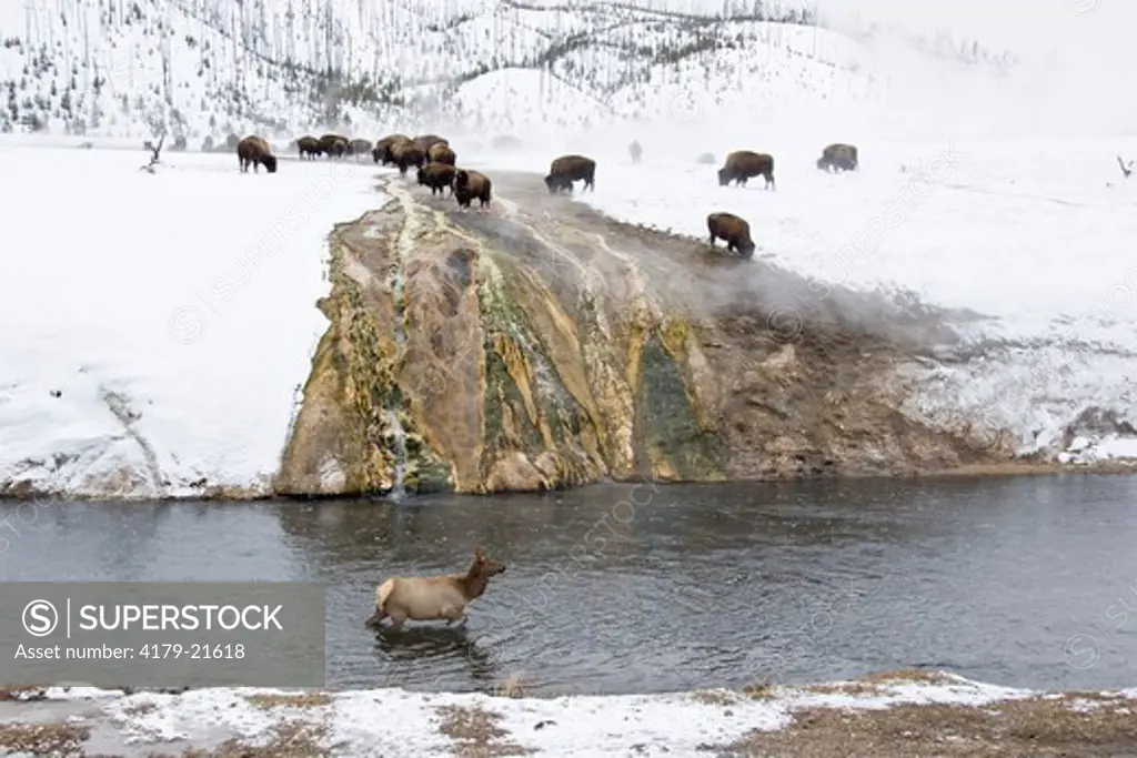 Elk (Cervus elaphus), Bison (Bison bison) Midway Geyser Basin, Yellowstone National Park, Wyoming
