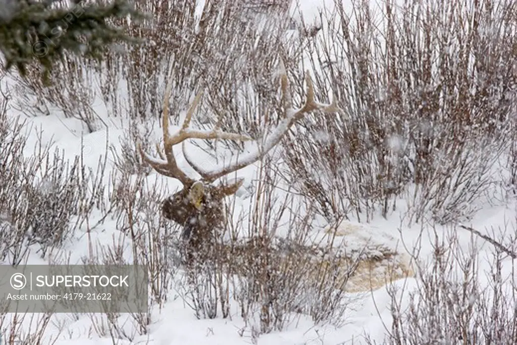 Elk (Cervus elaphus), bull lying down in winter snow, Yellowstone National Park,  Wyoming